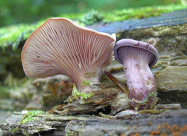La Flora fungina negli aspetti microclimatici subtropicali